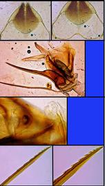  Apis mellifera  female terminalia, photo: A.H. Smith-Pardo 

